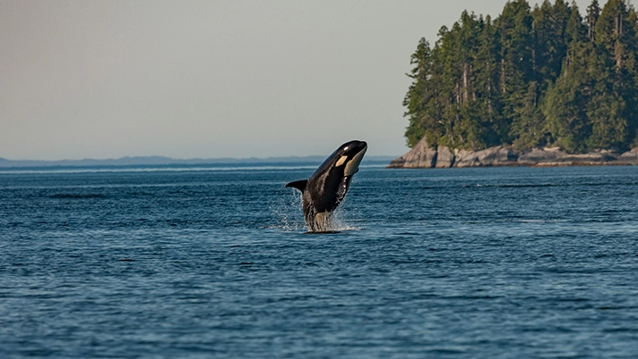 Naturopath Maui HI Orca