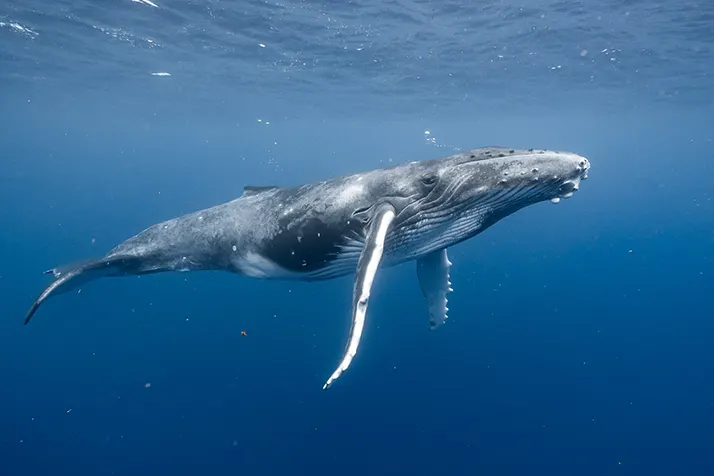 Naturopath Maui HI Whale