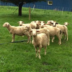 Naturopath Maui HI Sheep