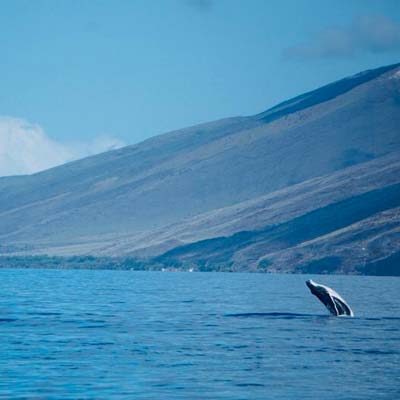 Naturopath Maui HI Whale Watching